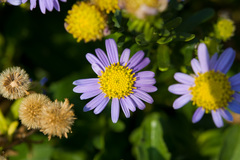 Aster asa-grayi