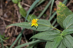 Aspilia mossambicensis