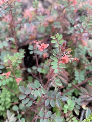 Indigofera adenoides