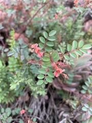 Indigofera adenoides