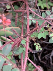 Indigofera adenoides