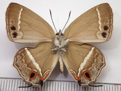 Chrysozephyrus hisamatsusanus