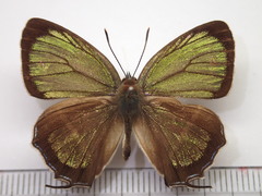 Chrysozephyrus hisamatsusanus