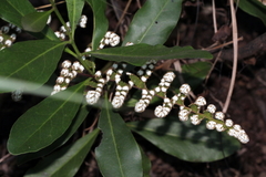 Aleuritopteris farinosa