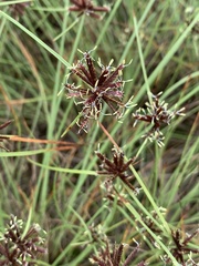 Cyperus kirkii