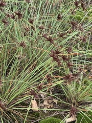 Cyperus kirkii