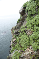 Crossostephium chinense