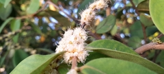 Eugenia venezuelensis