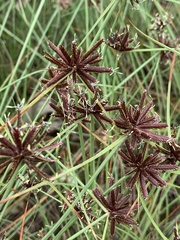 Cyperus kirkii