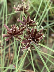 Cyperus kirkii