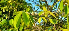 Eugenia venezuelensis
