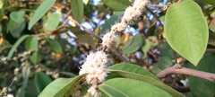 Eugenia venezuelensis