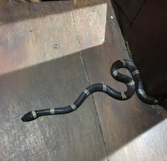 Leptodeira nigrofasciata