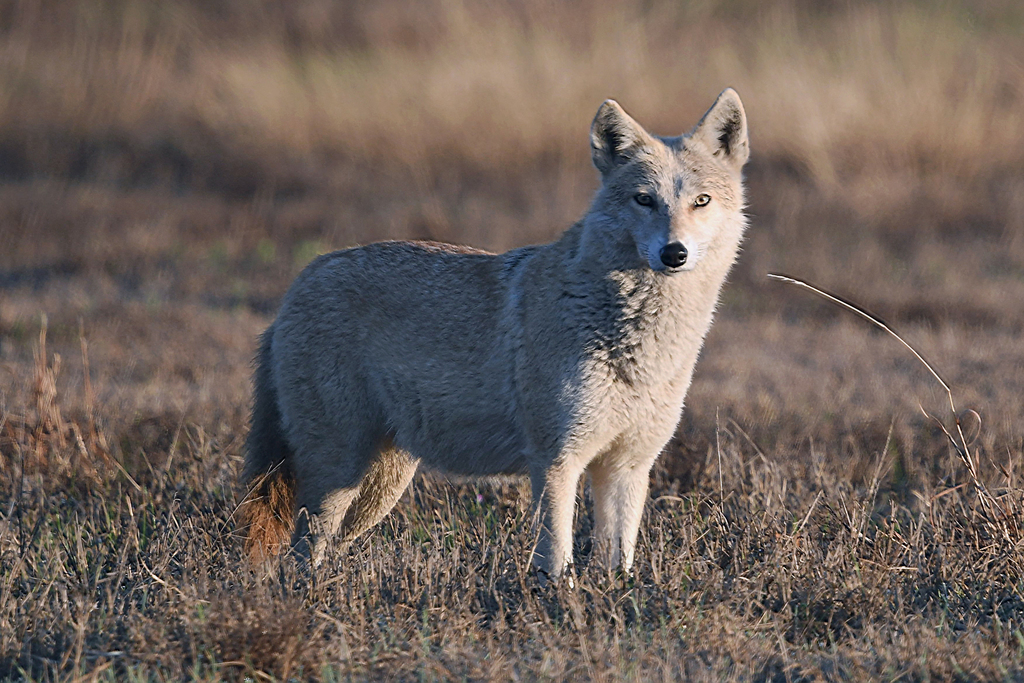 Grey-coated coyote standing on short winter grass, Arlington, Texas