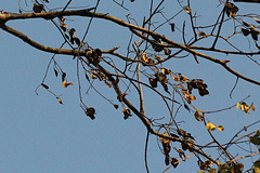 Pterocarpus lucens subsp. antunesii image