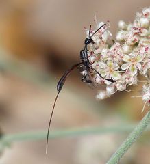 Gasteruption spilopus