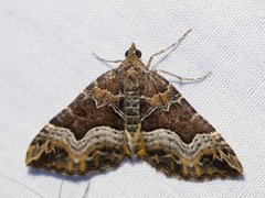 Chrysolarentia lucidulata