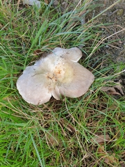 Russula grisea
