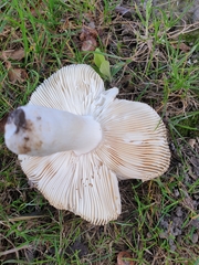 Russula grisea