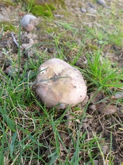 Russula grisea