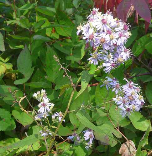 Symphyotrichum drummondii var. drummondii