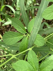 Cyphostemma buchananii