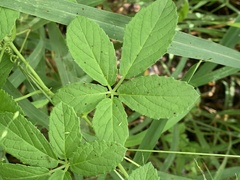 Cyphostemma buchananii