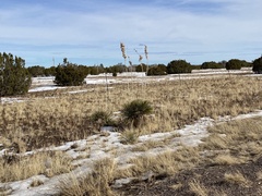 Yucca elata verdiensis