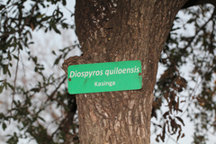 Diospyros quiloensis