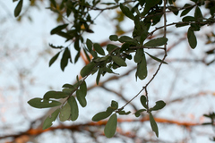 Diospyros quiloensis