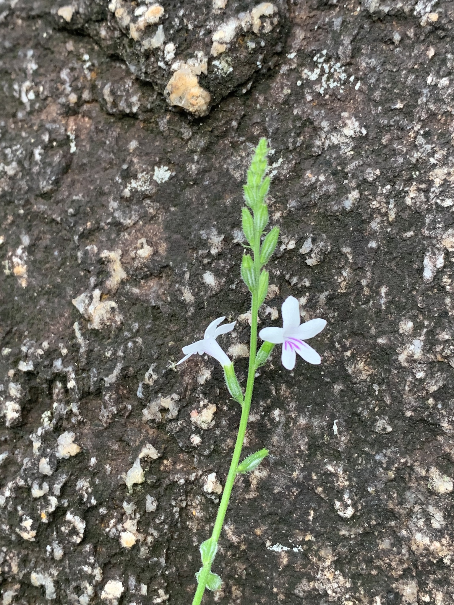 Imagem de Priva flabelliformis