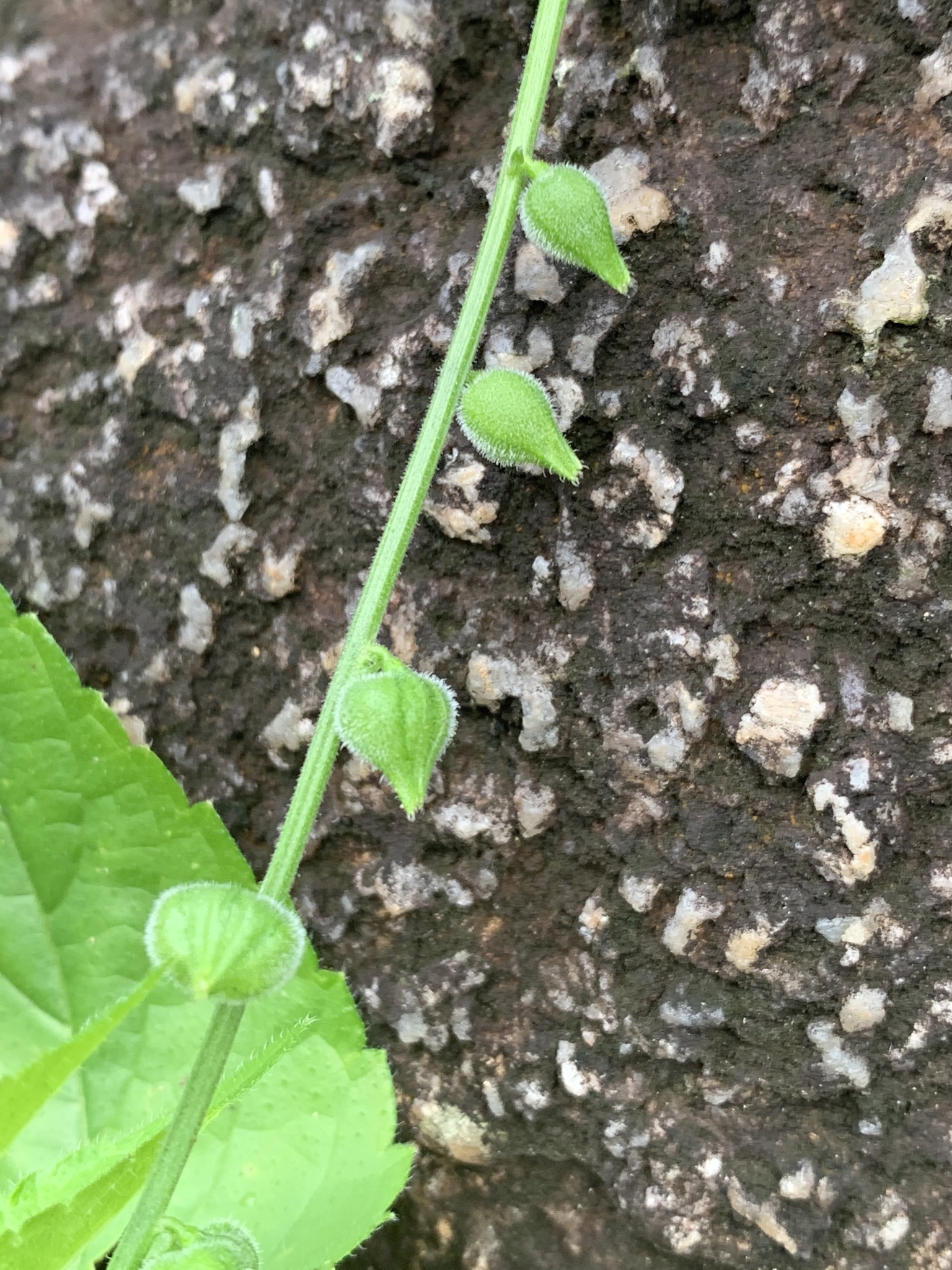 Imagem de Priva flabelliformis