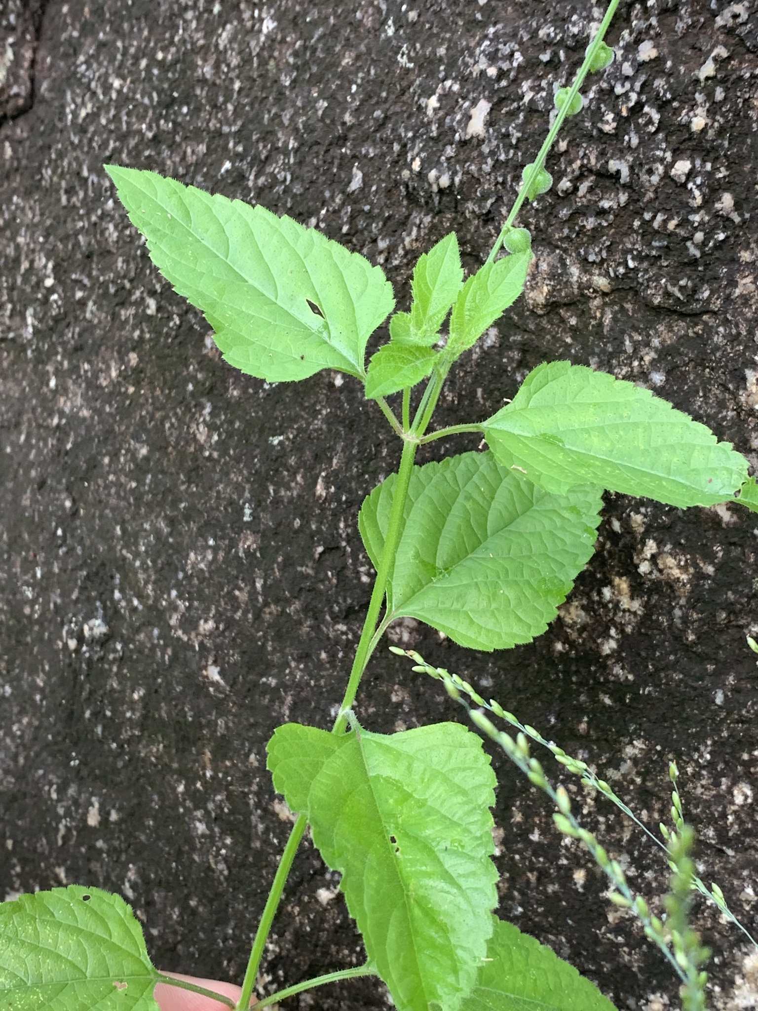 Imagem de Priva flabelliformis