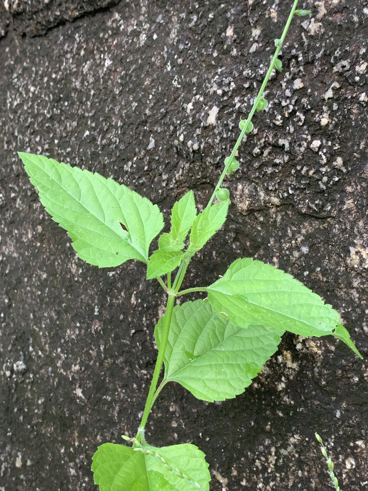 Imagem de Priva flabelliformis