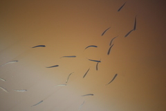 Aldrichetta forsteri