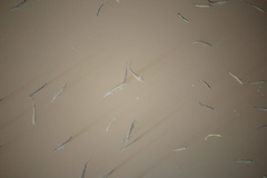 Aldrichetta forsteri