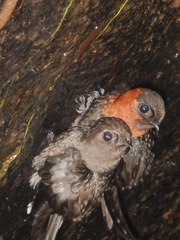 Streptoprocne rutila