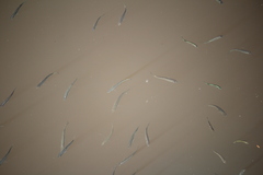 Aldrichetta forsteri