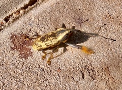 Ozopherus muricatus