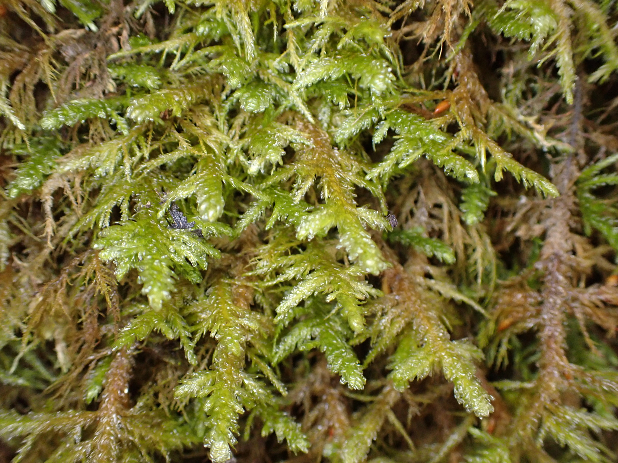 Neckera menziesii