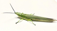 Opshomala viridis