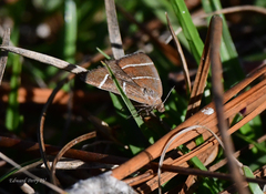 Argyrostrotis quadrifilaris