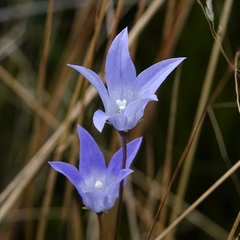 Wahlenbergia ceracea