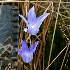 Wahlenbergia ceracea