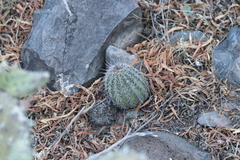 Echinocereus stolonifer tayopensis