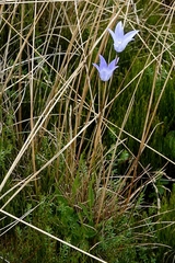 Wahlenbergia ceracea