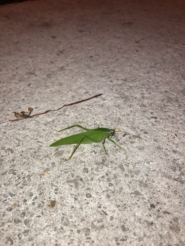 Narrow-beaked Katydid photo 4