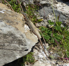 Podarcis muralis