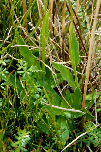 Image of Wahlenbergia ceracea by (c) Max Campbell, some rights reserved (CC BY)
