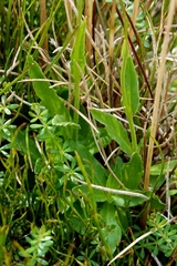 Wahlenbergia ceracea